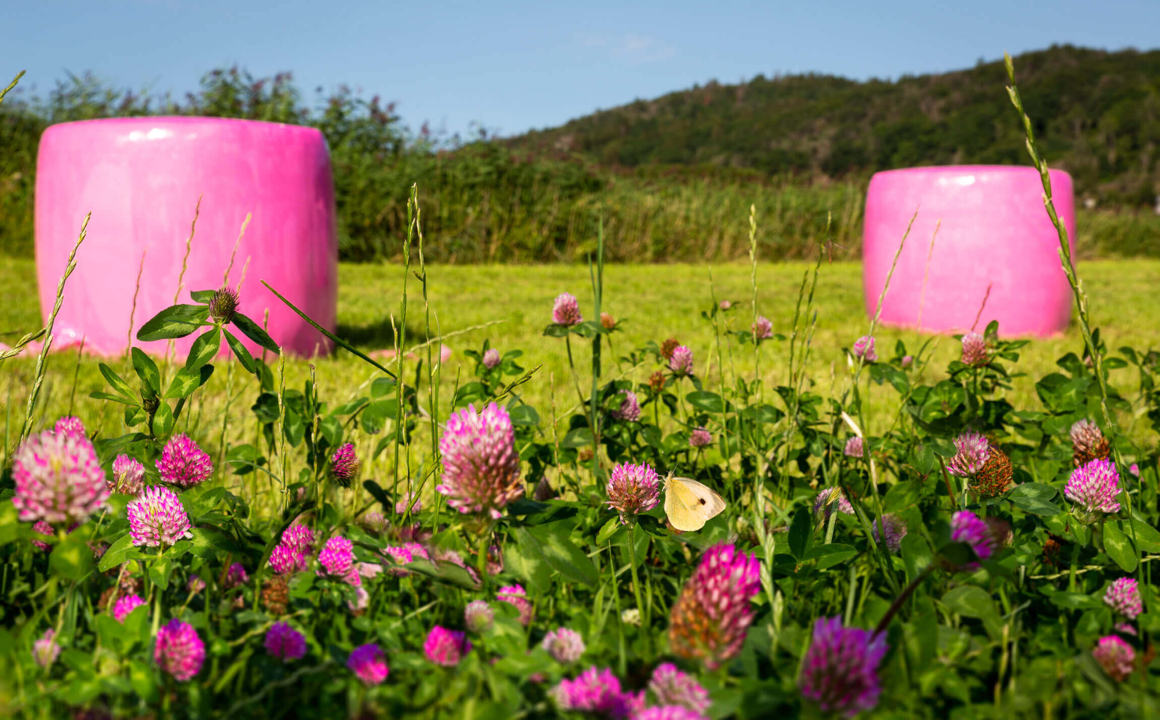 Hay bales are stored on the field in pink wrapping stretch film