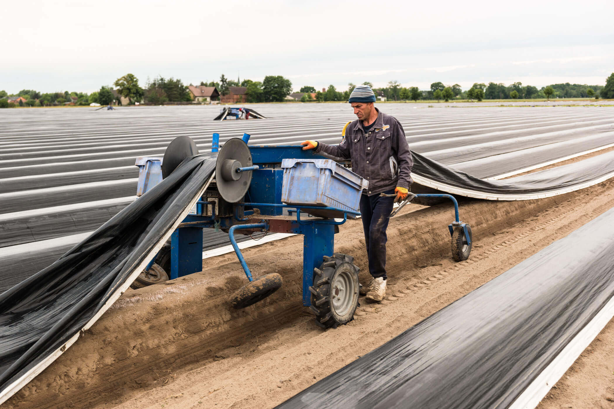 Spargelfolie wird mit Maschine auf dem Feld verlegt