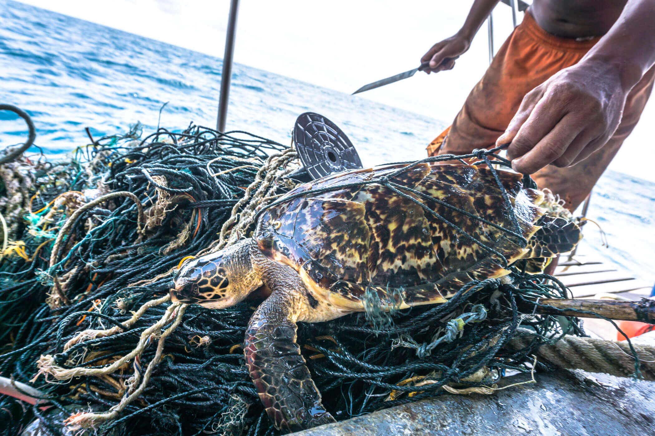 turtle wrapped in fishing nets on a boat