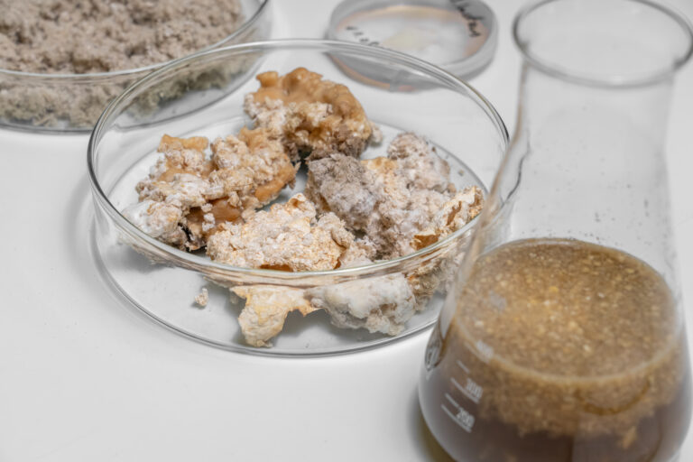 Pieces of natural fiber-reinforced plastic overgrown with fungal cultures in a large Petri dish