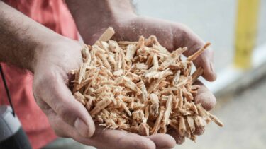 Wood chips are picked up with hands