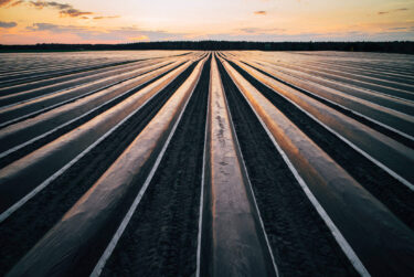 Spargelfolie und Champignonfolie in der Landwirtschaft auf deutschen Ackern