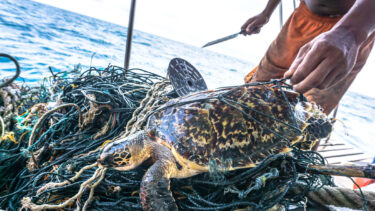 turtle wrapped in fishing nets on a boat