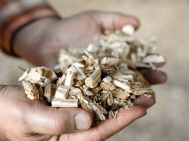 Shredded lumber mill waste wood in palms of hands